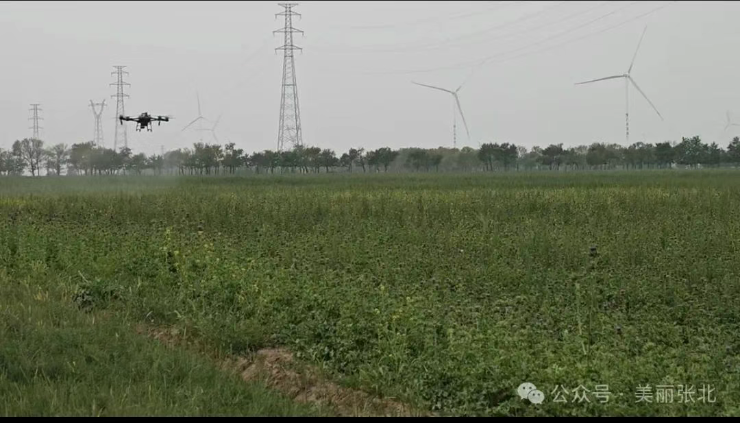 张北：“种”下中草药 “长”出新产业