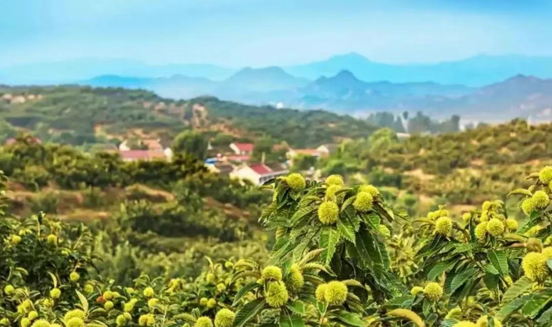 金融赋能农旅融合 特色茶饮助力乡村振兴