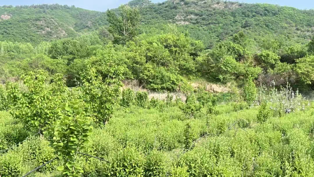 林下生金绘新篇：赤城县大力推动林下经济发展