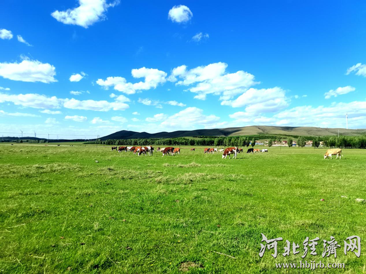 从“盐碱白”到“生态绿”，河北“十四五”以来累计治理草原263万亩