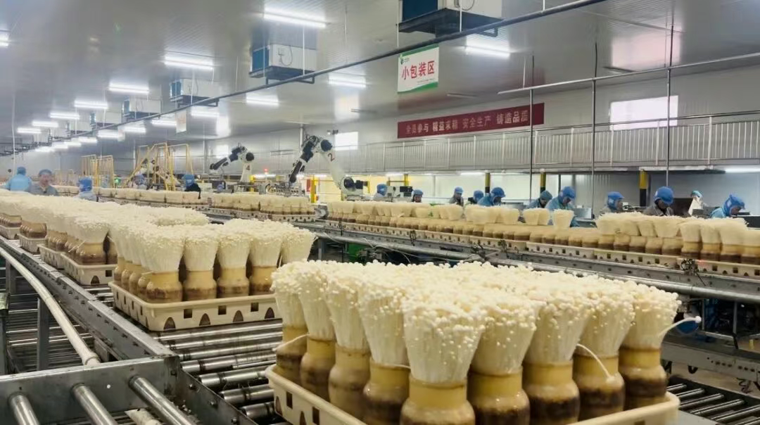 玉米芯上种出“白珍珠”