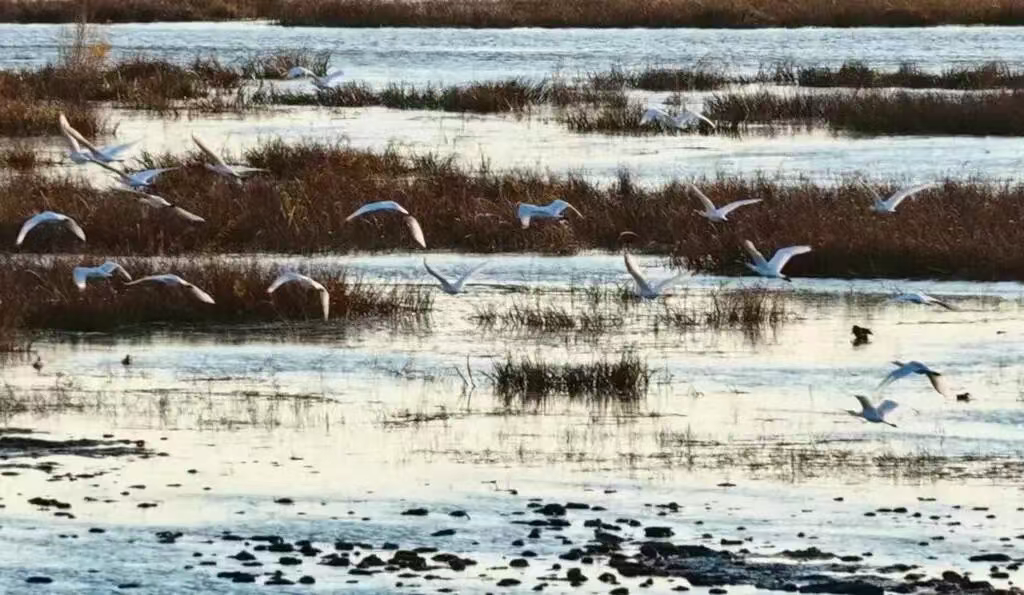 承德围场庙宫水库成为珍稀候鸟南迁“驿站”