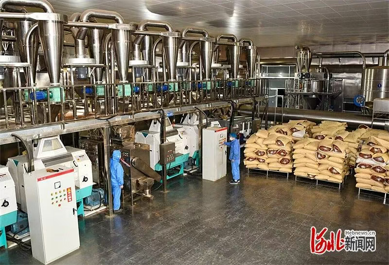 望都让辣椒香飘世界