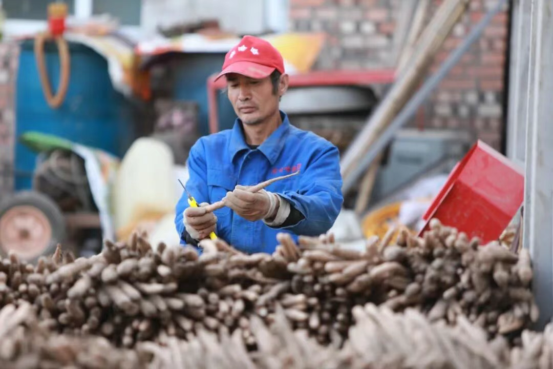 河北石家庄深泽——“小白嘴”破土而出 田园“丰”景焕彩