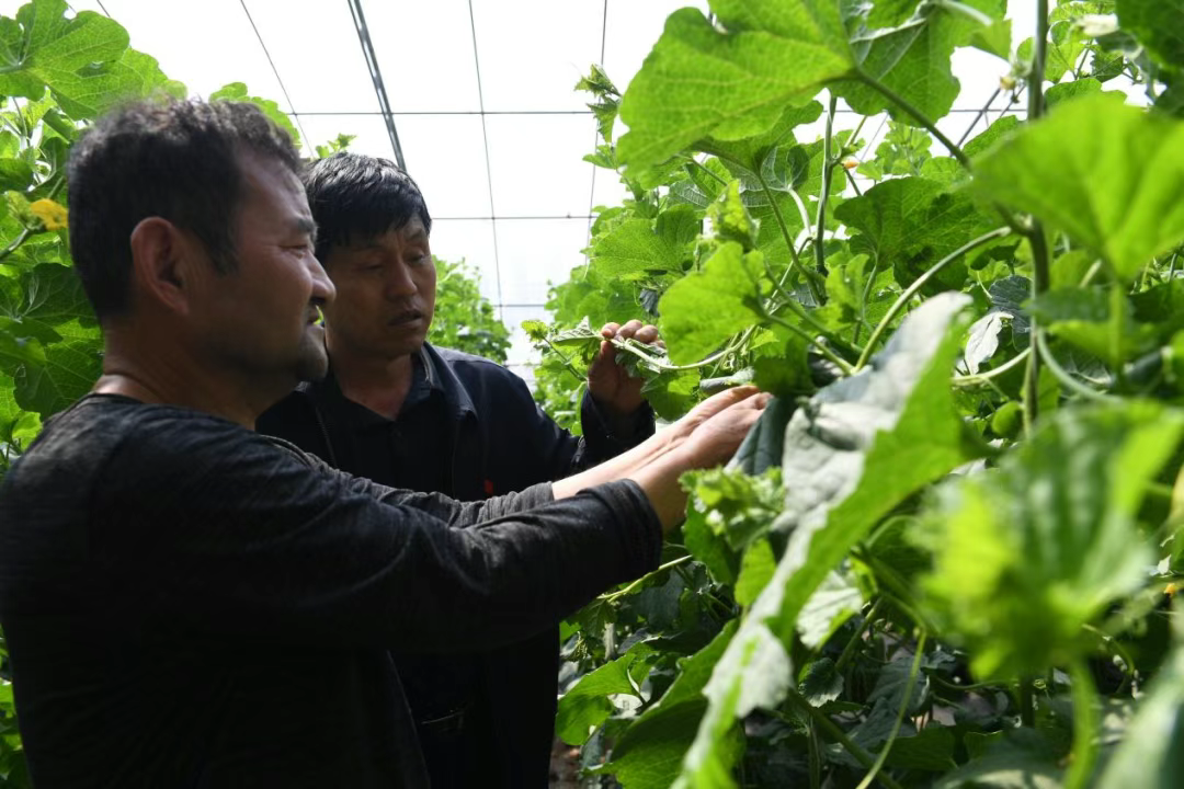 衡水：“党建+”解锁乡村振兴“幸福密码”