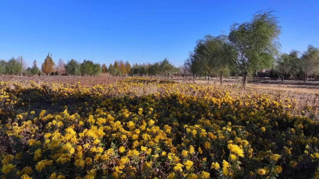 正定：菊香飘四溢 振兴有“花”招