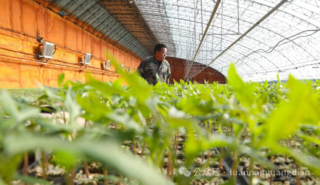 河北滦南：育苗育新篇 铺就增收路