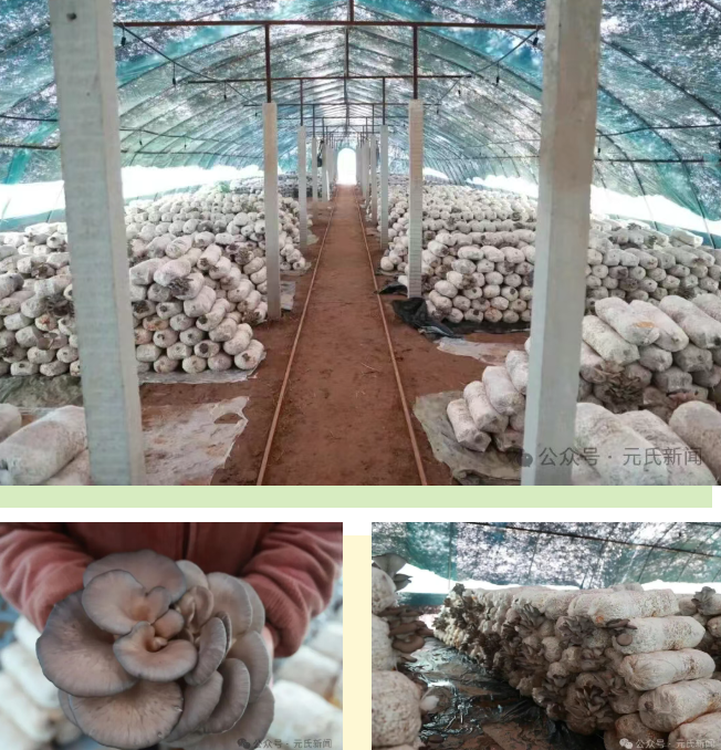 丰收！元氏大棚蘑菇撑起农民致富伞