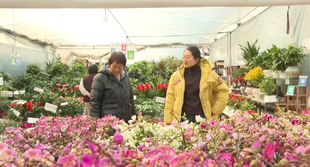 石家庄年宵花市场提前升温，缤纷花卉为市民营造节日仪式感