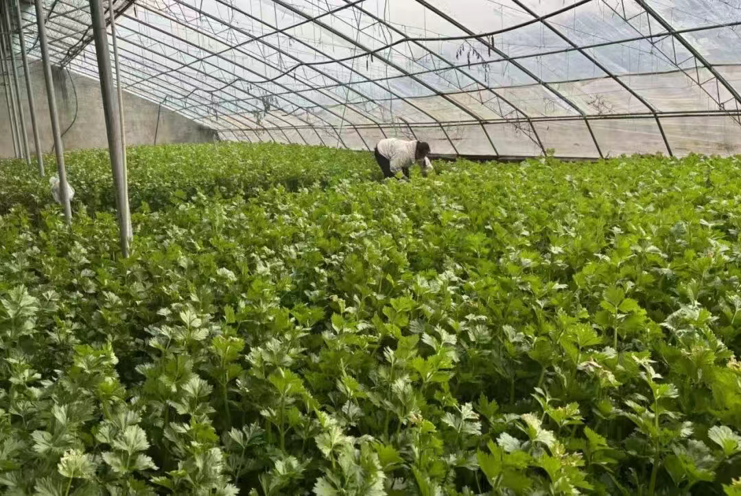 河北吴桥：“芹”劳换丰收 新鲜好销路