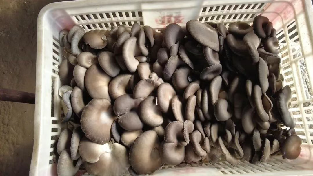 顺平：小蘑菇撑起致富“伞”