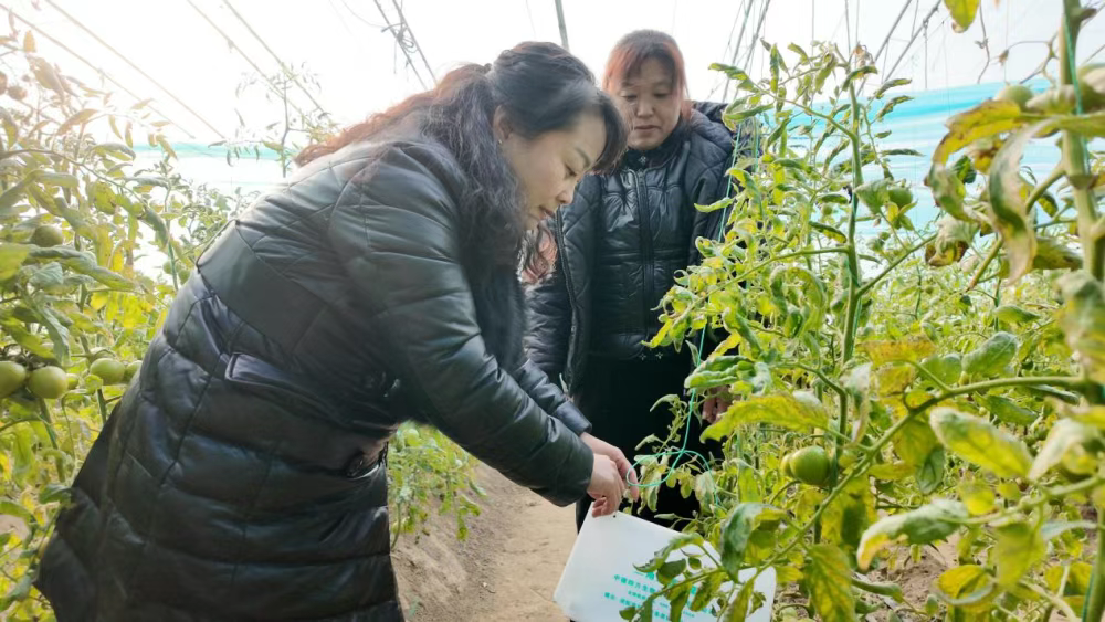 涞水：寒冬大棚绿意浓 精细管理促丰收