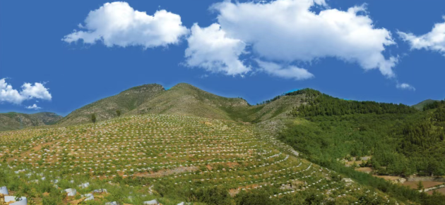 邢台今年计划高标准完成营造林36.18万亩  