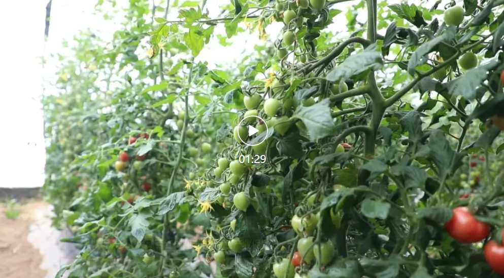 阜城县：大棚西红柿迎丰收 特色产业促振兴